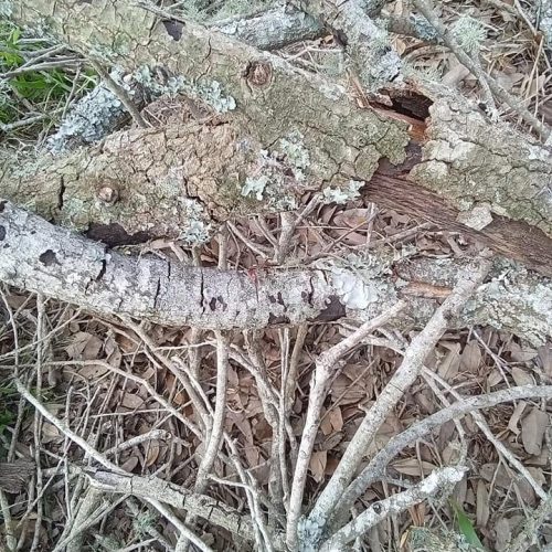7201 Deakle Lane, Irvington, AL - live oak with hypoxelon canker