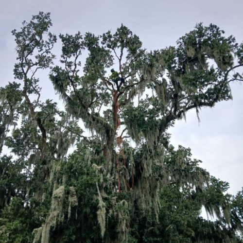 Daphne, AL  - Spanish Moss Removal and Dead wooding