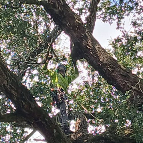 Silverhill, AL -Reduction and Deadwood Pruning