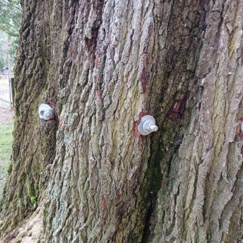 Silverhill, AL - Emergency Tree Support Installation