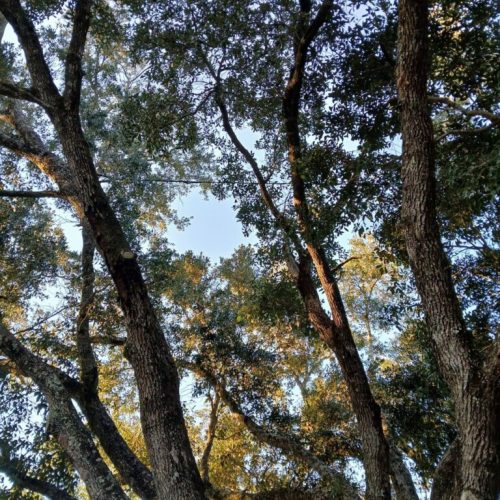 Foley, AL - Tree Support Work at Beulah Heights Park