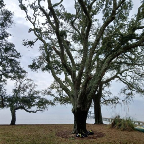 Point Clear & Fairhope, AL - aerial inspection of a live oak tree