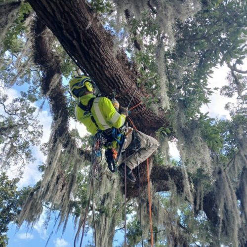 Point Clear, AL -Installing Tree Lightning Protection & Swing  (In Progress)