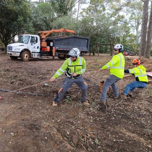 Spanish Fort, AL, - pruning of large girdling root on live oak