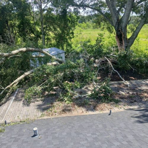 Theodore, AL - Emergency Tree Removal Due to Bark Inclusion