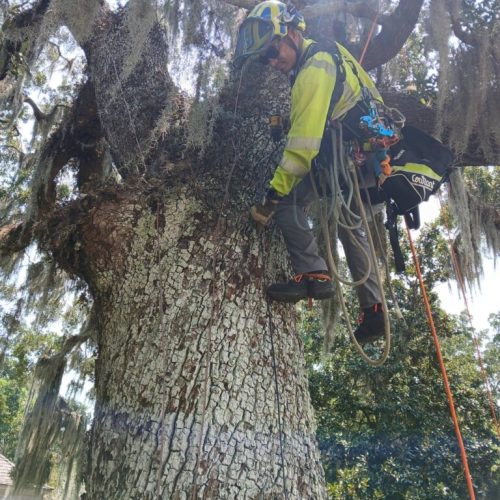 Point Clear, AL - Tree Downlighting Installation