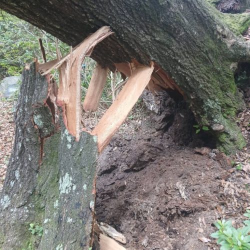 Fairhope, AL - emergency job - tree failed due to internal decay