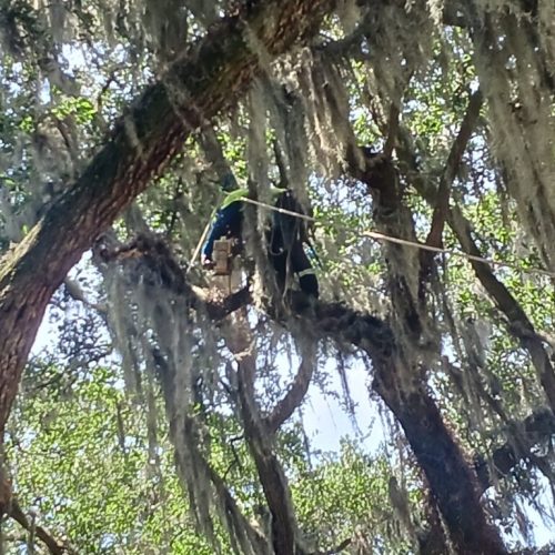 321 Whiting Court, Daphne, AL - pruning of live oaks and magnolias