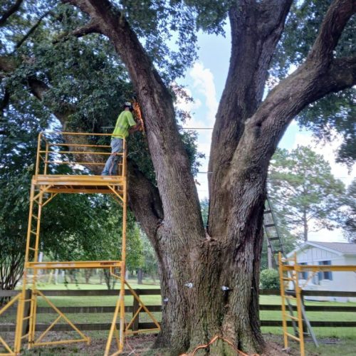 Silverhill, AL - Tree Support Installation with 11 support rods to improve the tree’s structural stability Day 2