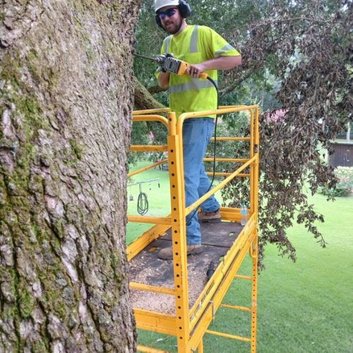Silverhill, AL - Tree Preservation Project Completed with 22 Support Rods