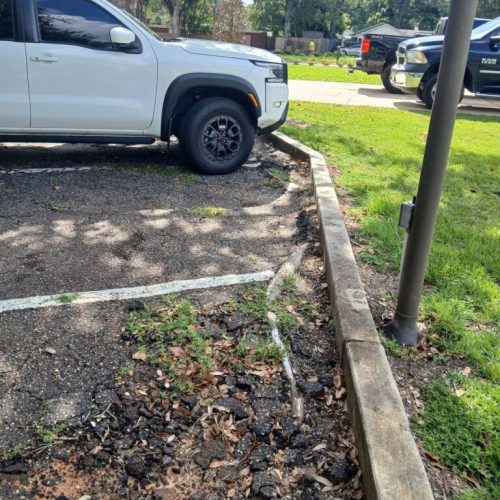 Mobile, AL-Tree Root Management Consulting Project Saving Live Oaks During Parking Lot Repaving