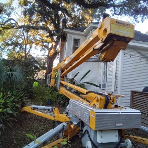 1125 Church Street, Mobile, AL - emergency job - live oak failed due to internal fungal decay