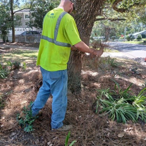 Fairhope, AL-  Air Excavation to Expose and Inspect Trunk Flares