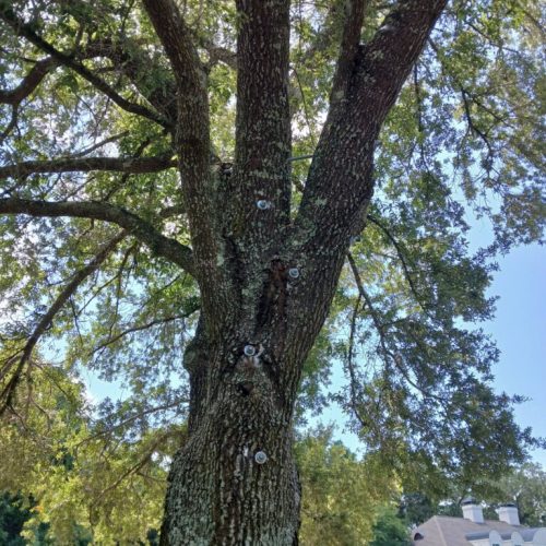 Point Clear, AL - installing supplemental support system in live oak
