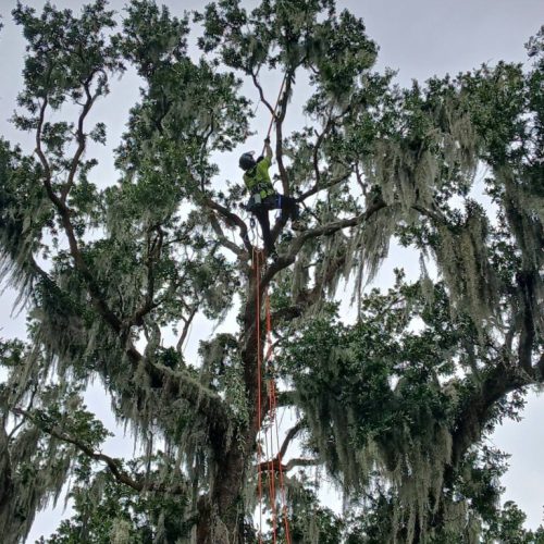 Daphne, AL  - Spanish Moss Removal and Dead wooding