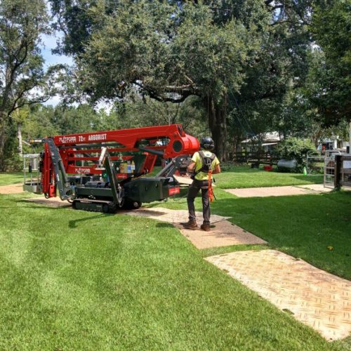 Silverhill, AL -Reduction and Deadwood Pruning
