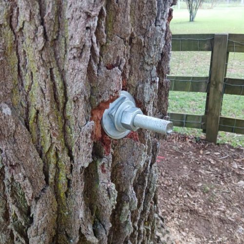 Silverhill, AL - Emergency Tree Support Installation