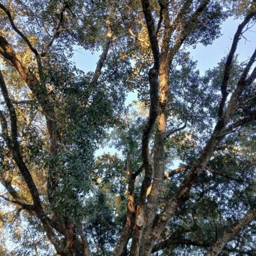 Foley, AL - Tree Support Work at Beulah Heights Park