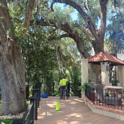 321 Whiting Court, Daphne, AL - pruning of live oaks and magnolias