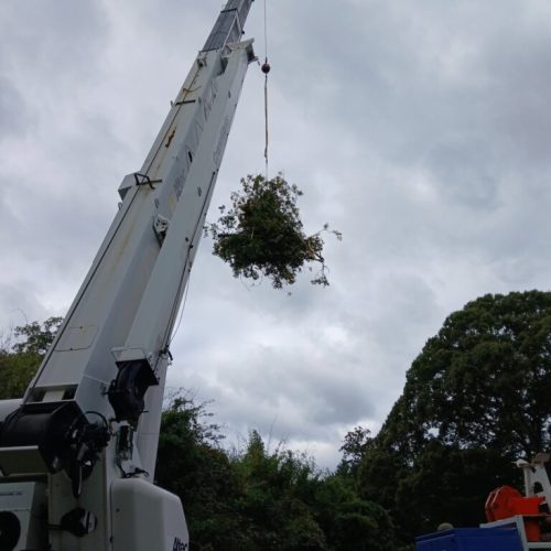 Fairhope, AL - emergency tree - failed due to high winds and poor structure