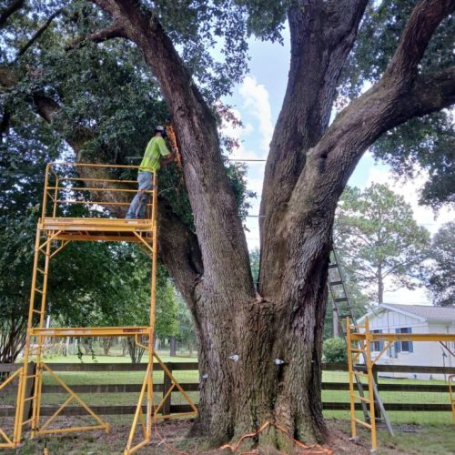Silverhill, AL - Tree Support Installation with 11 support rods to improve the tree’s structural stability Day 2