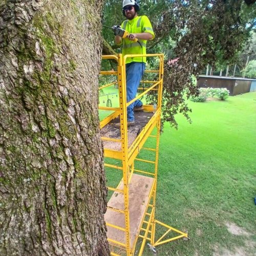 Silverhill, AL - Tree Preservation Project Completed with 22 Support Rods