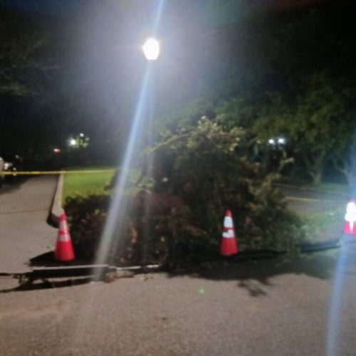 Mobile, AL - city work - emergency job - live oak split from bark inclusion