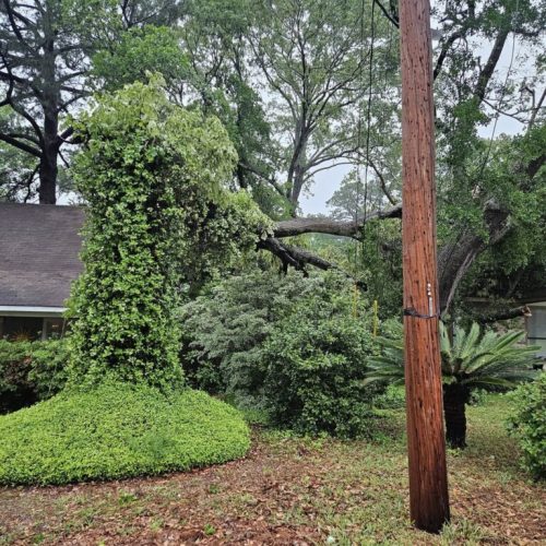 Daphne, AL, USA - emergency job - Daphne, AL (Lake Forest Subdivision) - tree failed due to high winds, internal decay, and bark inclusion