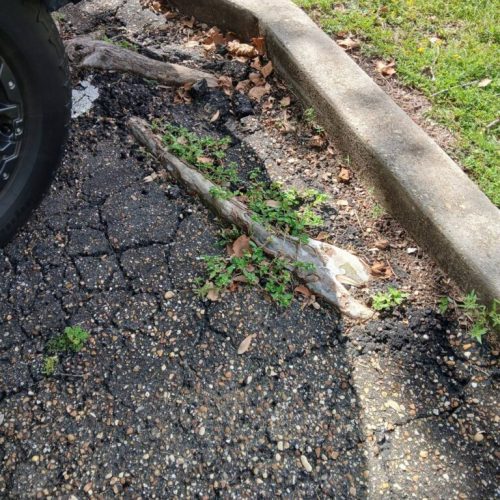 Mobile, AL-Tree Root Management Consulting Project Saving Live Oaks During Parking Lot Repaving