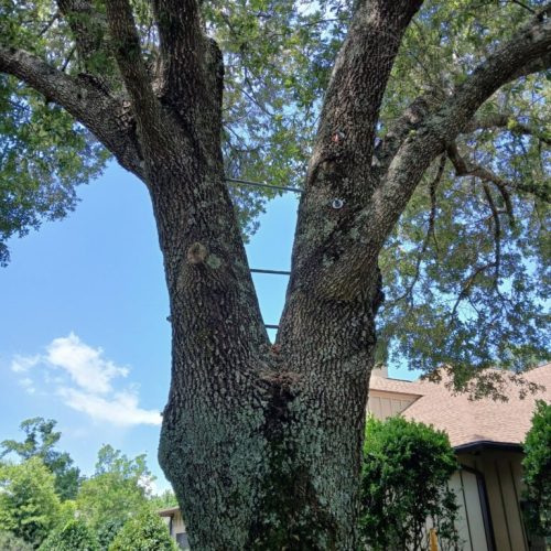 Point Clear, AL - installing supplemental support system in live oak