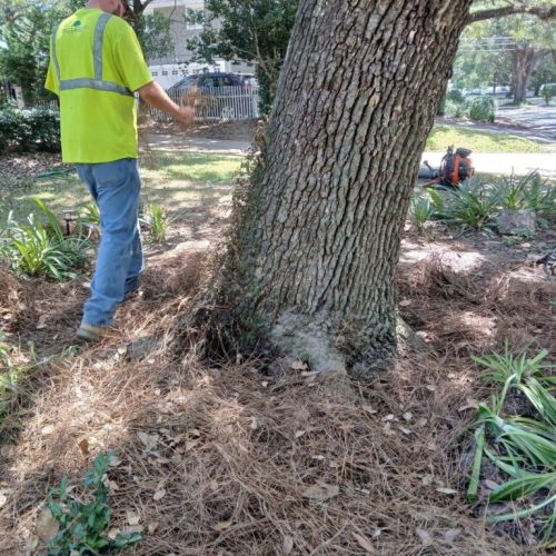 Fairhope, AL-  Air Excavation to Expose and Inspect Trunk Flares