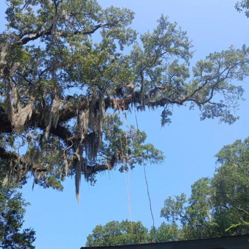 Olde Towne Daphne, AL - Supplemental Support System Installed on Live Oak