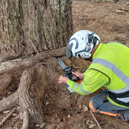 Spanish Fort, AL, - pruning of large girdling root on live oak