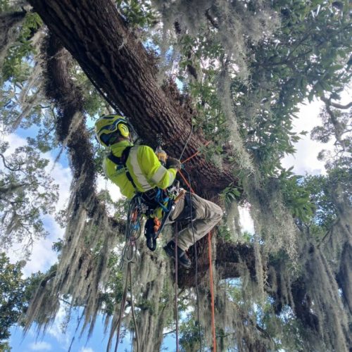 Point Clear, AL -Installing Tree Lightning Protection & Swing  (In Progress)