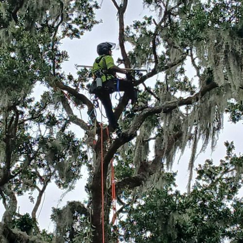 Daphne, AL  - Spanish Moss Removal and Dead wooding
