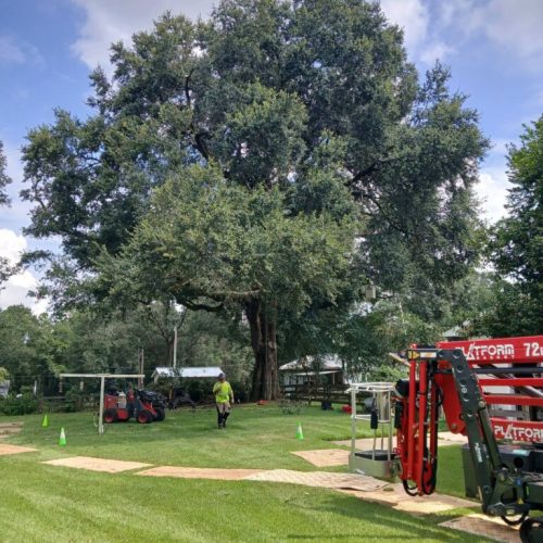 Silverhill, AL -Reduction and Deadwood Pruning